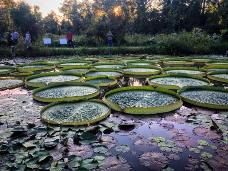 Kenilworth Park and Aquatic Gardens, United States